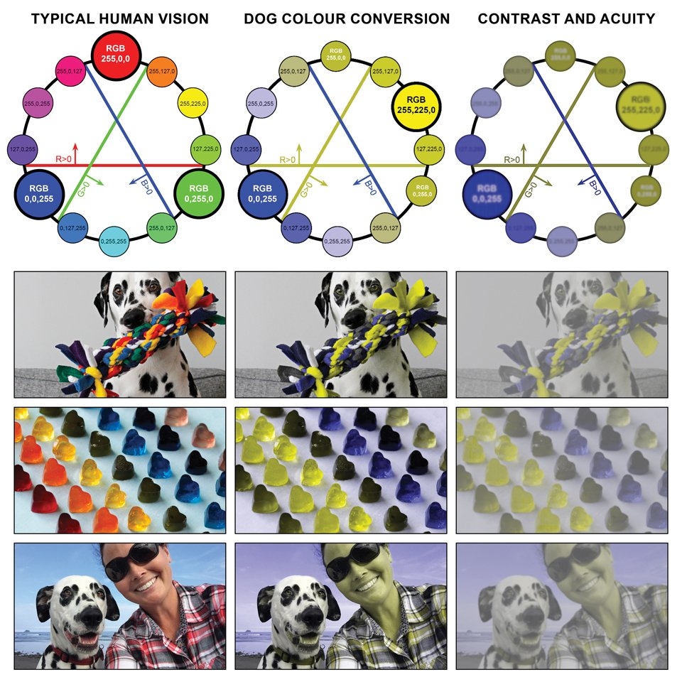 A Comparison Of How Dogs And Humans See The World 