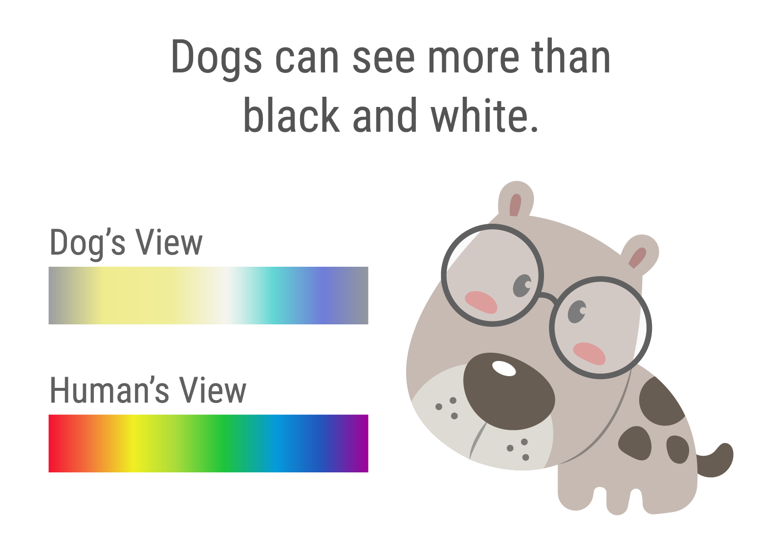 A Dog s Perspective What Colors Do Dogs See And Like Color Meanings