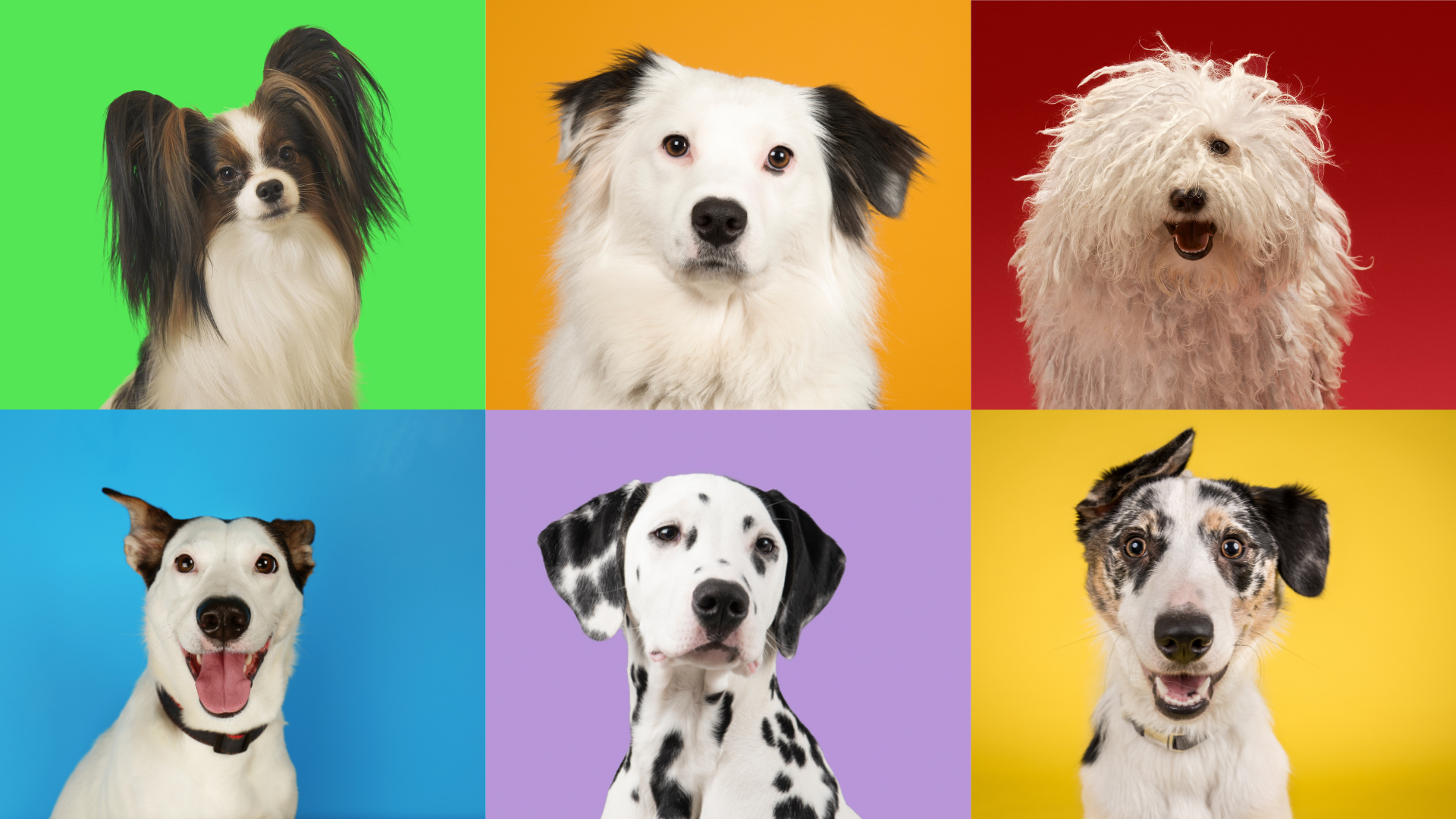 A Guide To The Colour coded Equipment You Might See On Dogs PetSure