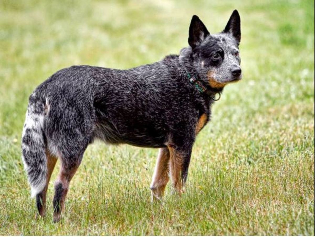 dog blue color