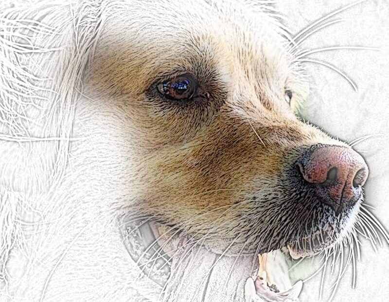 Adult Coloring Book Dogs Advanced Realistic Dogs Coloring Book For Adults Advanced Realistic Coloring Books