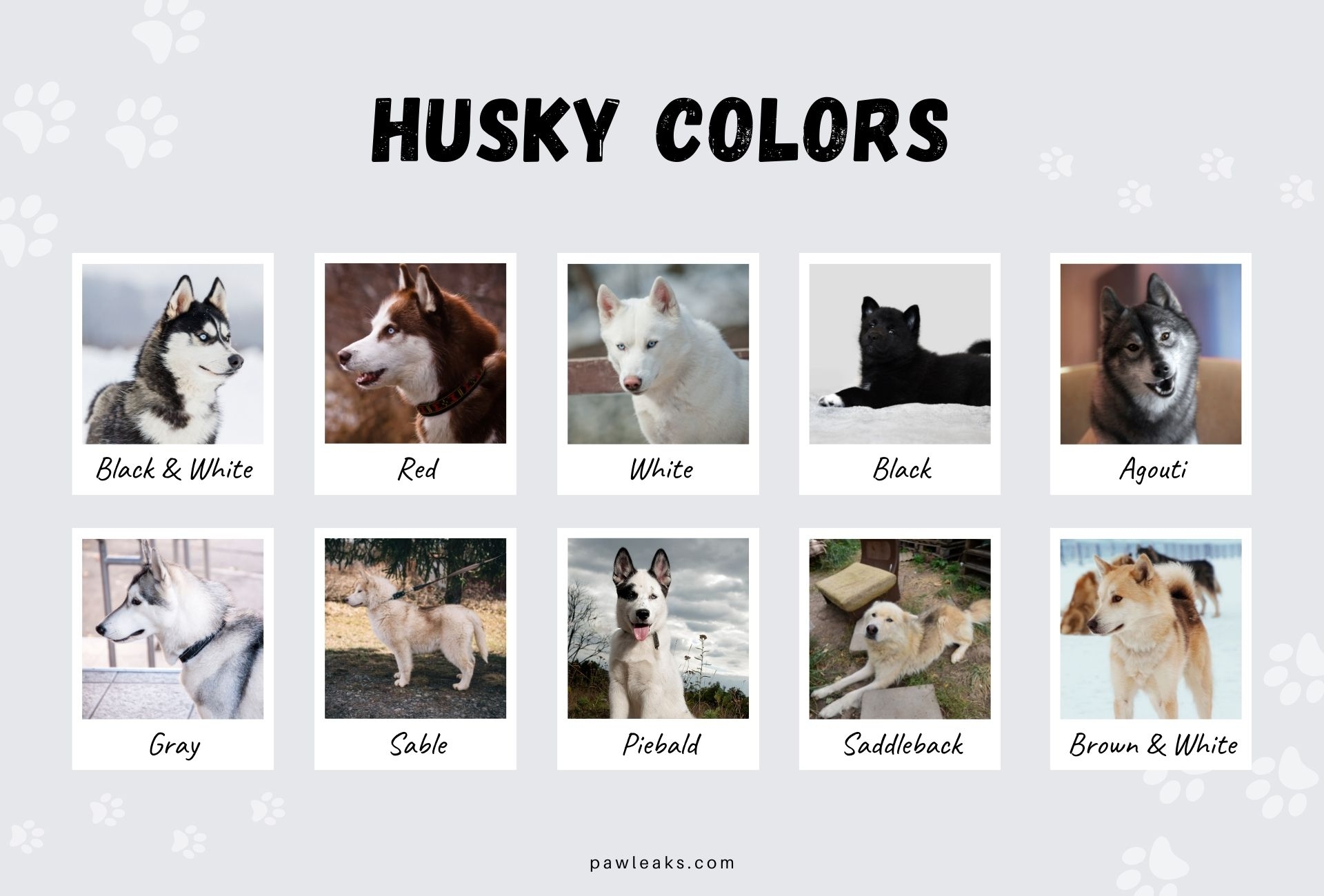 All Husky Colors Explained From Red To Agouti PawLeaks
