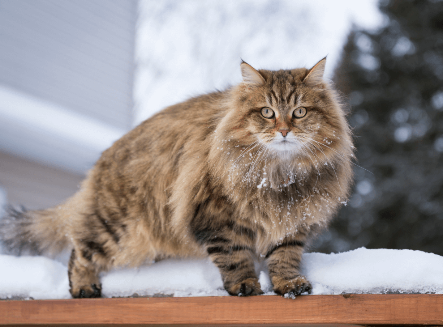 All The Coat Colors U0026 Patterns Of Siberian Cats