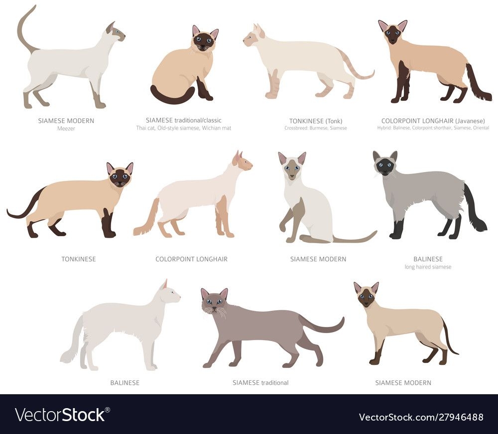 siamese cat color chart