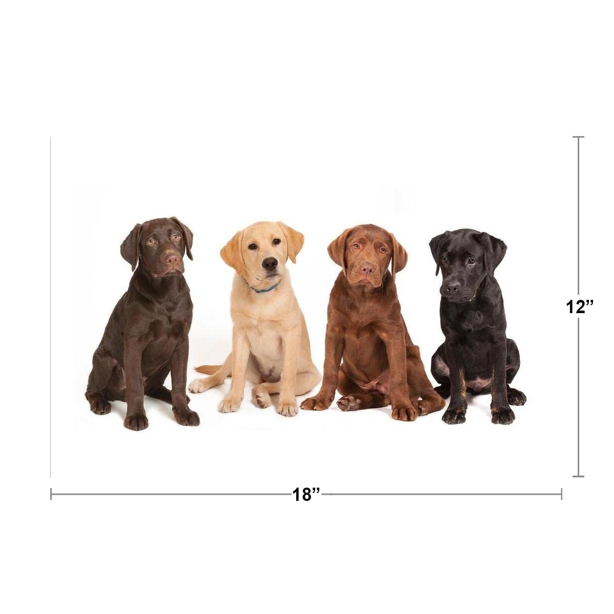 Amazon Four Labrador Puppies Dogs Lineup Different Color 