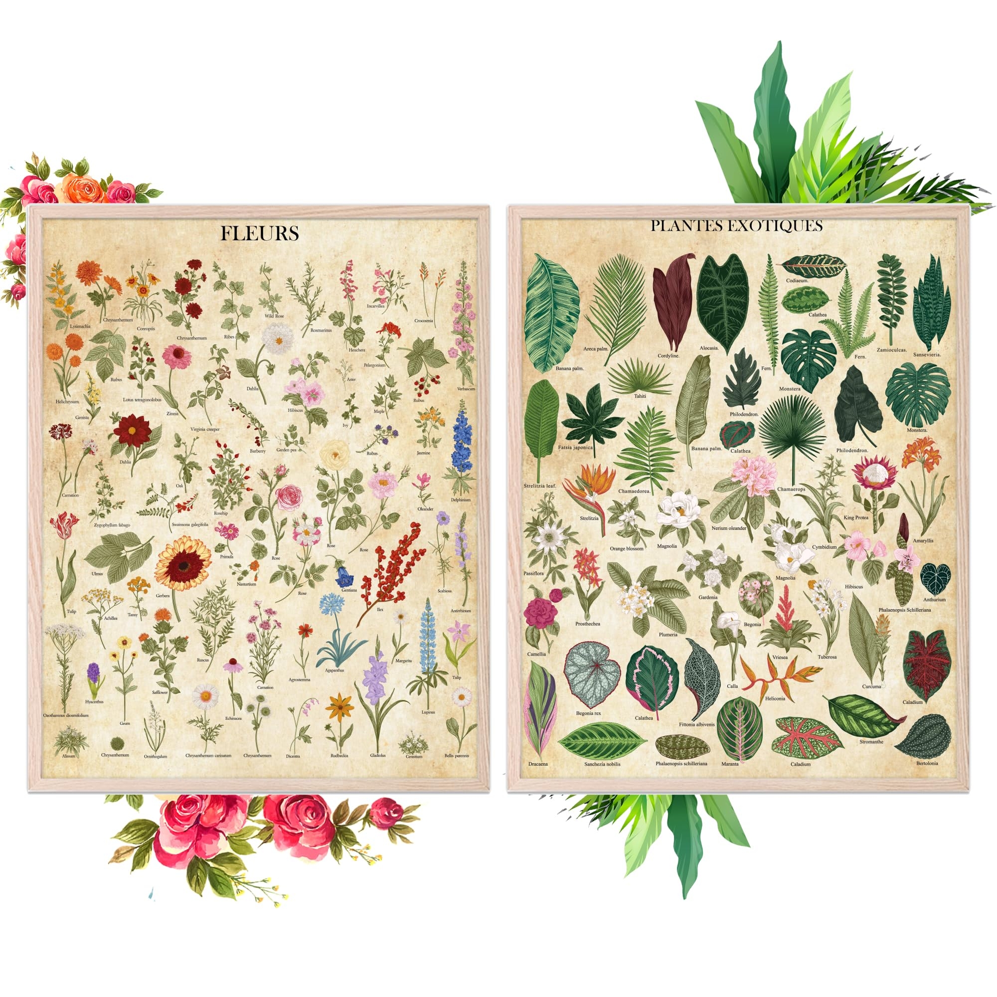 Amazon Insire Botanical Prints Plant Pictures Wall Art Vintage Botanical Poster Prints Vintage Plant Poster Unframed 11x14 Posters U0026 Prints