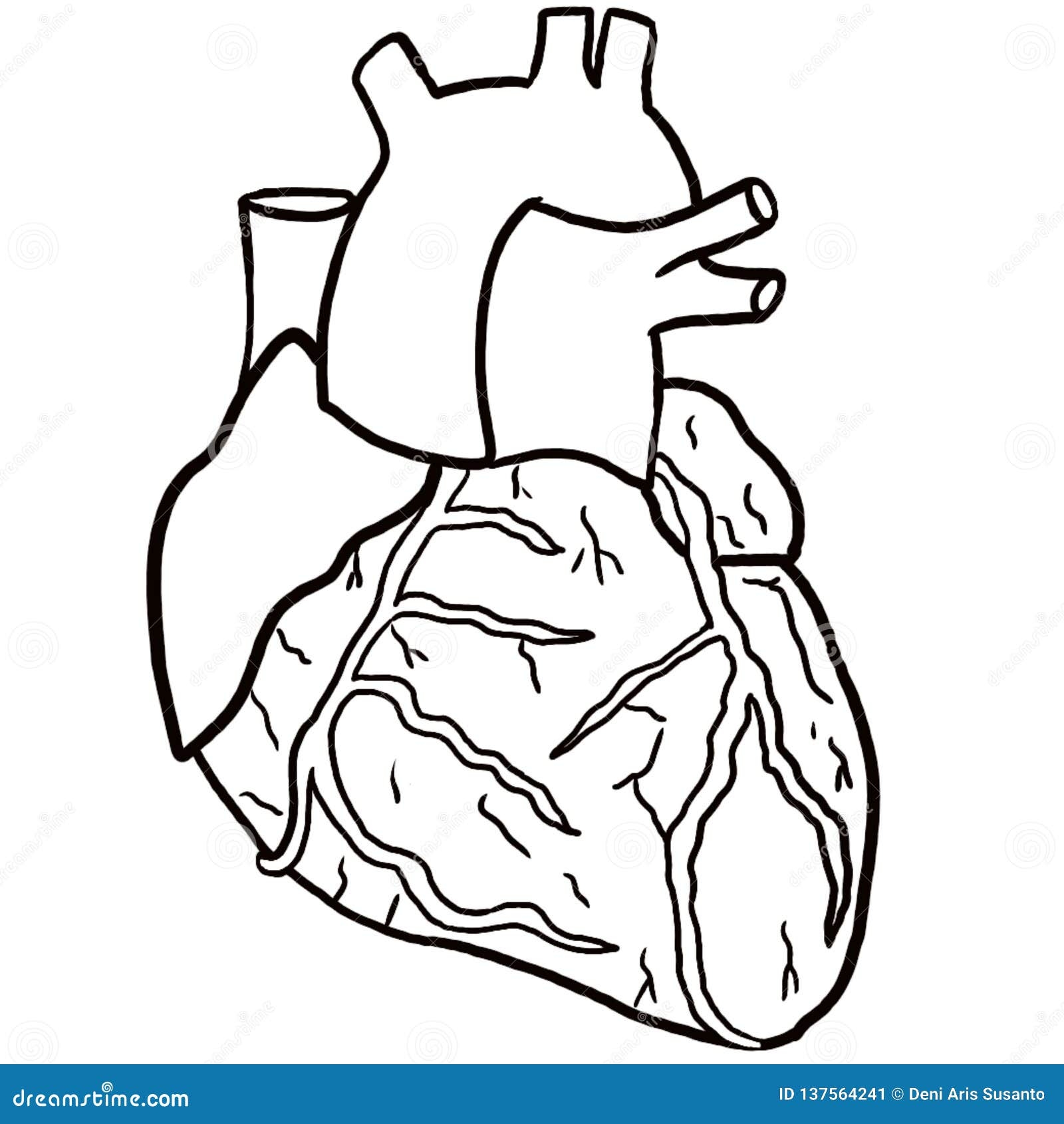 Anatomical Heart Coloring Page Stock Illustration Illustration Of Aorta Coloring 137564241