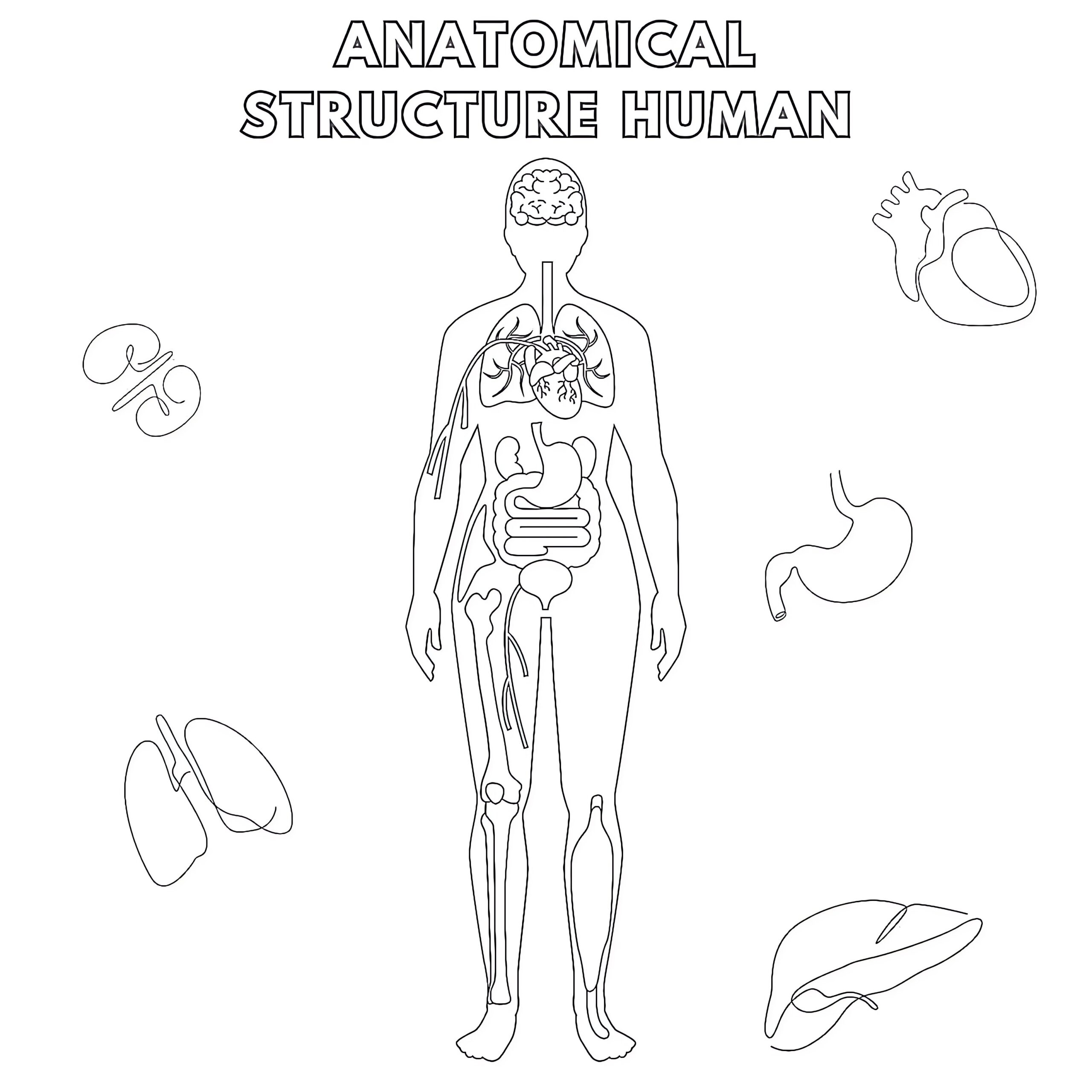 human body coloring pictures