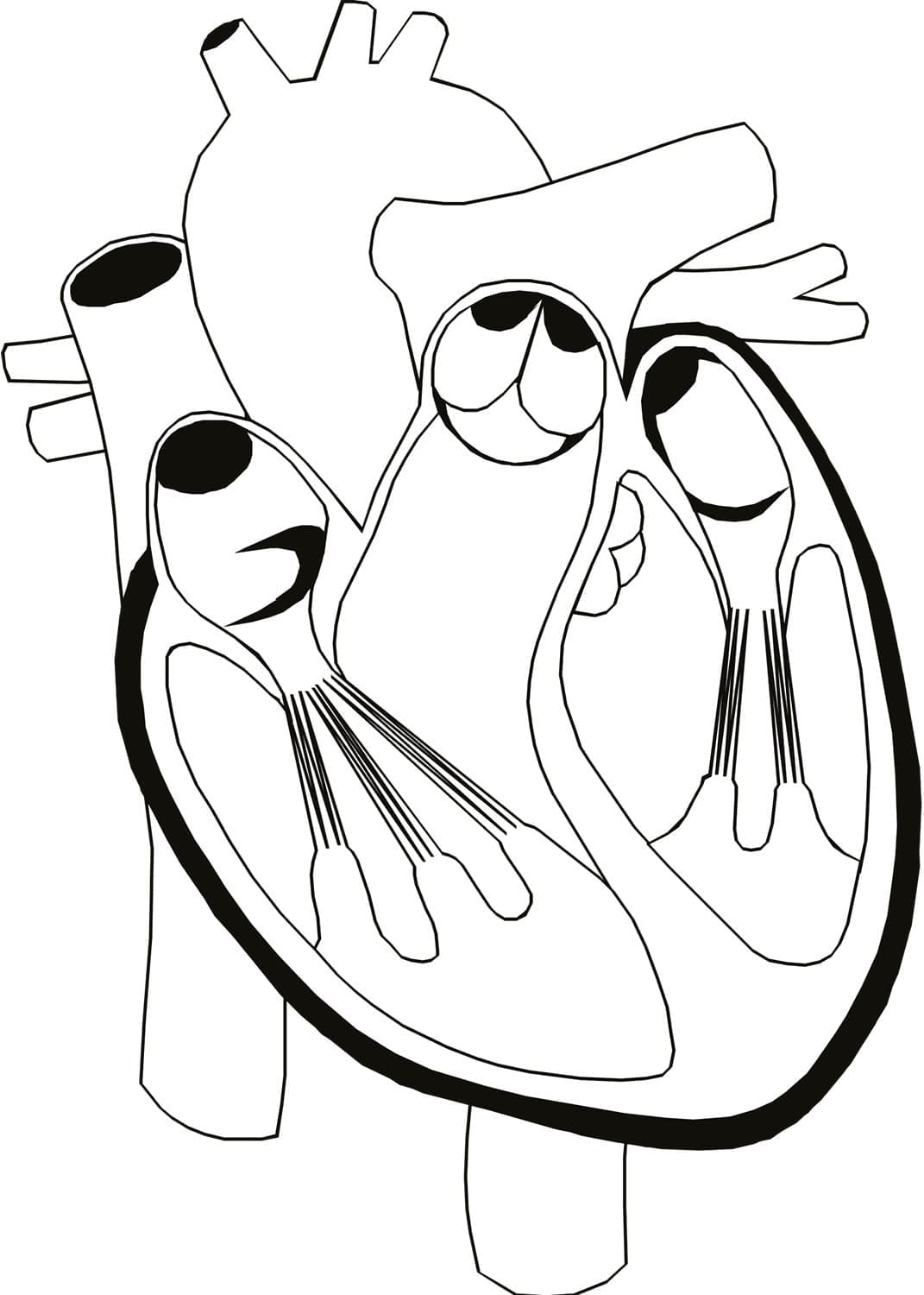 human heart coloring worksheet