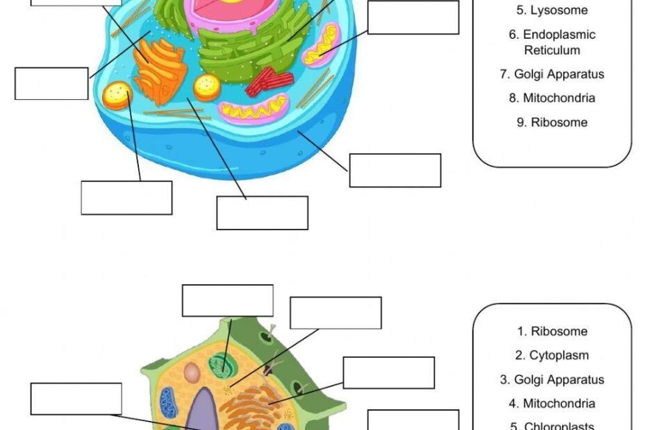 Animal And Plant Cell Live Worksheets Worksheets Library