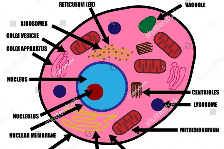 Animal Cell Color Diagram Organelles Inside Stock Vector Royalty