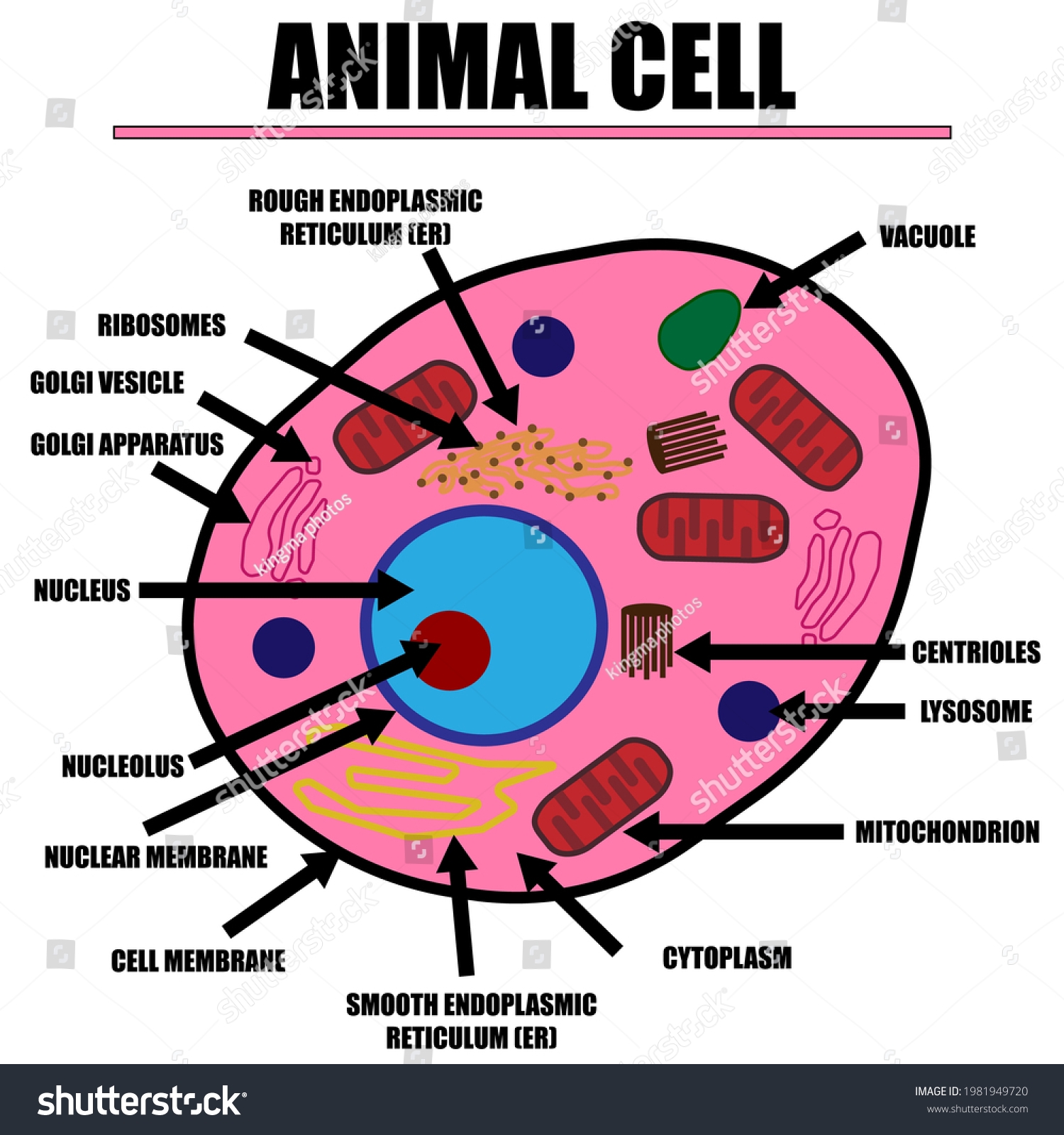 Animal Cell Color Diagram Organelles Inside Stock Vector Royalty 