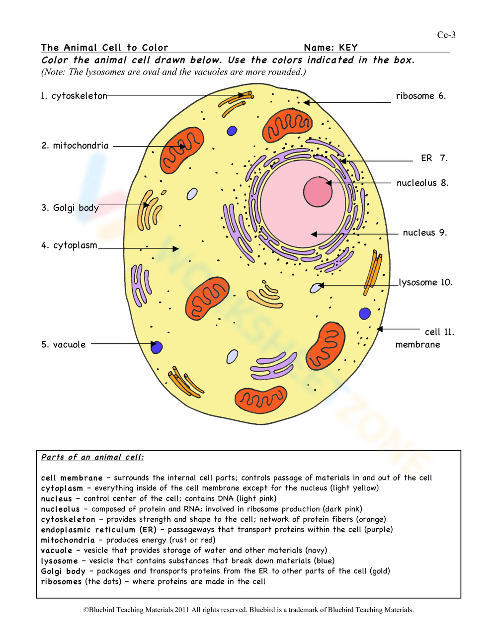 colored animal cell