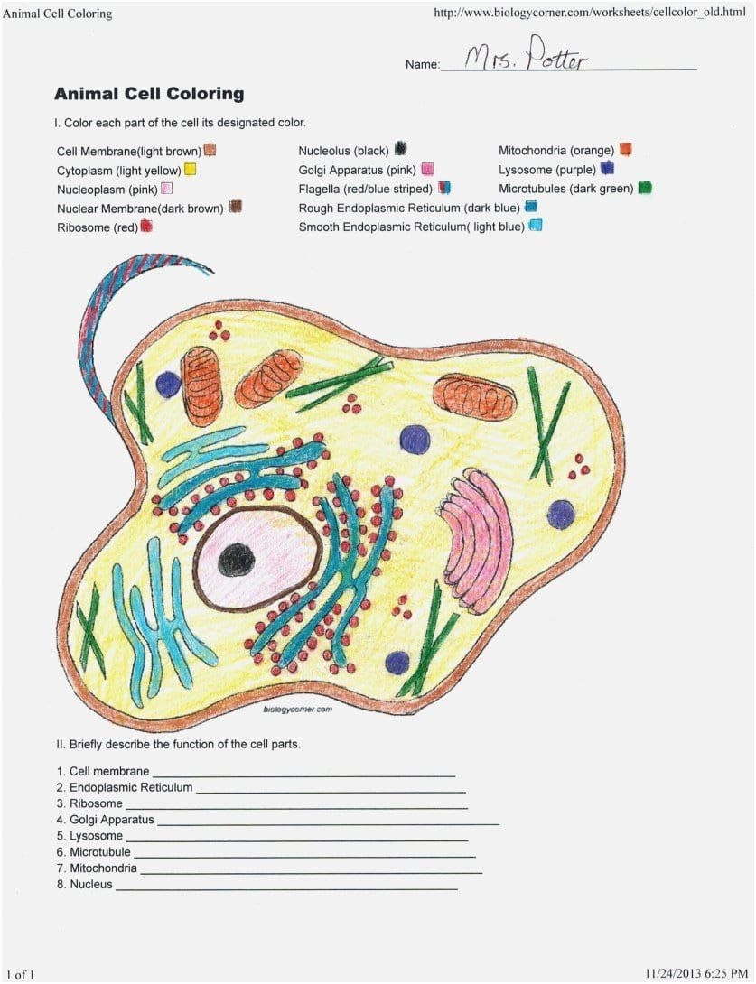 Animal Cell Coloring Page Worksheets Library
