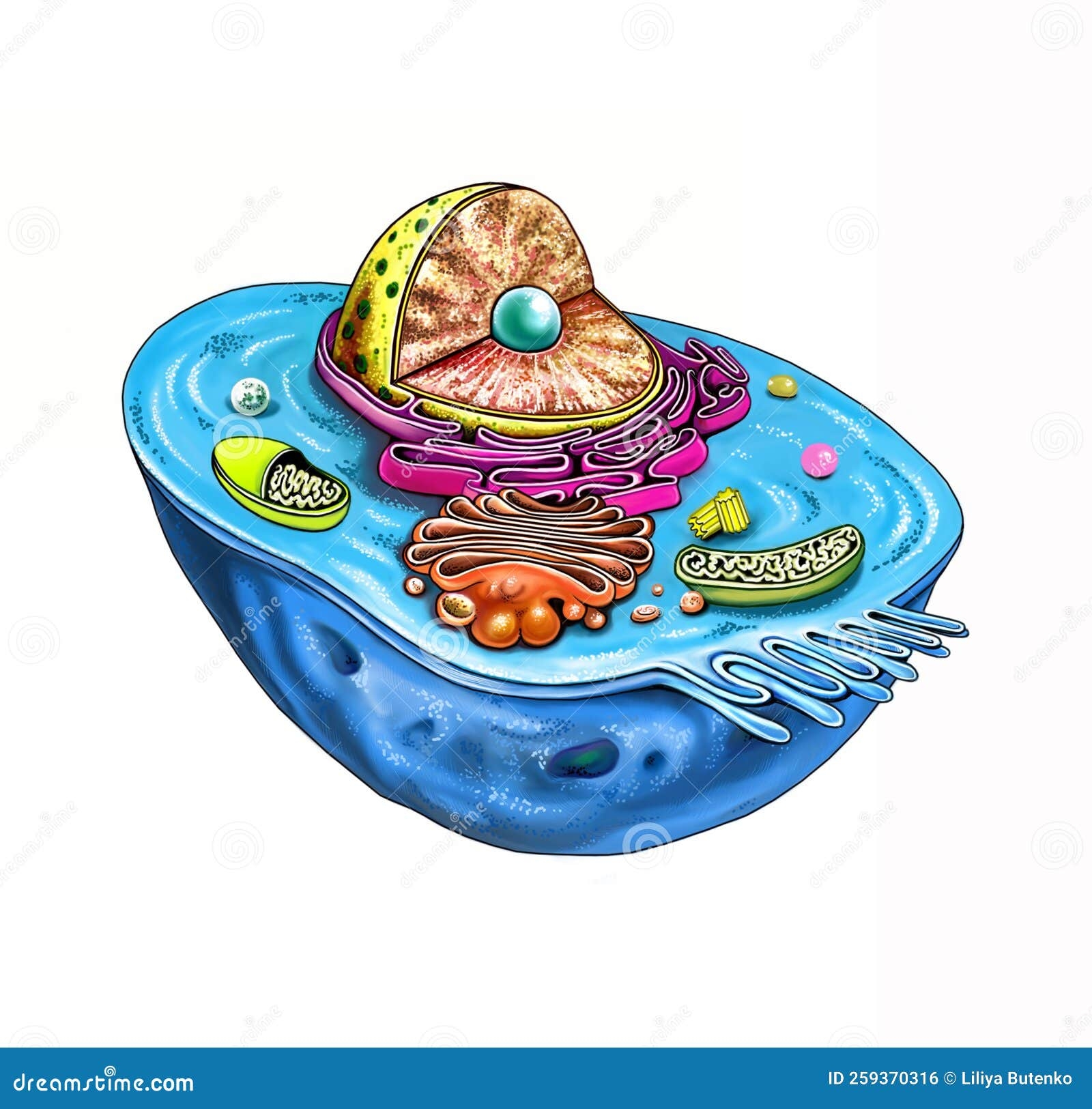 Animal Cell Structure Stock Illustration Illustration Of Design 