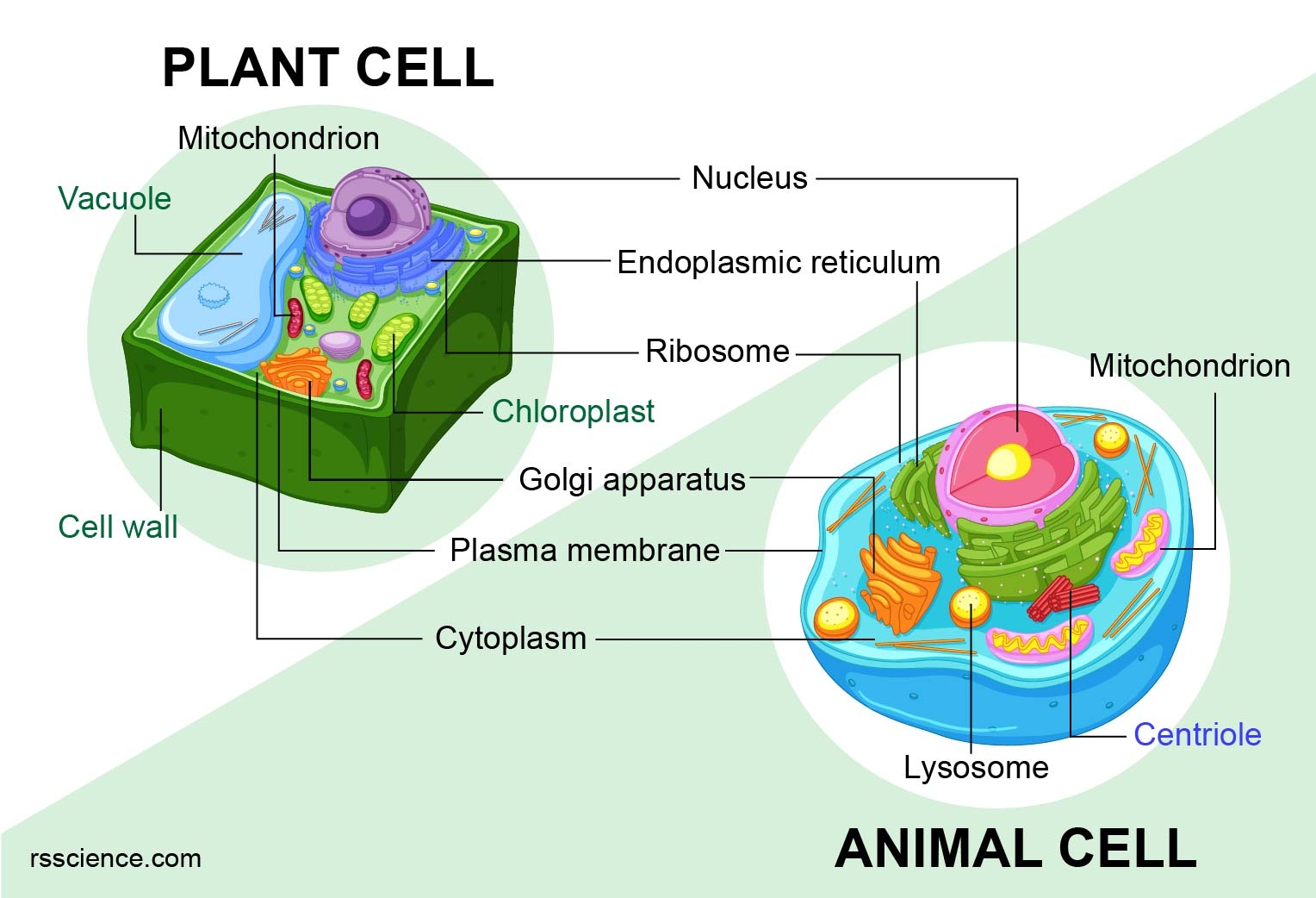 plant cell and animal cell worksheet