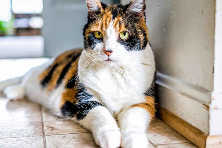 Are All Calico Cats Female Spot Pet Insurance