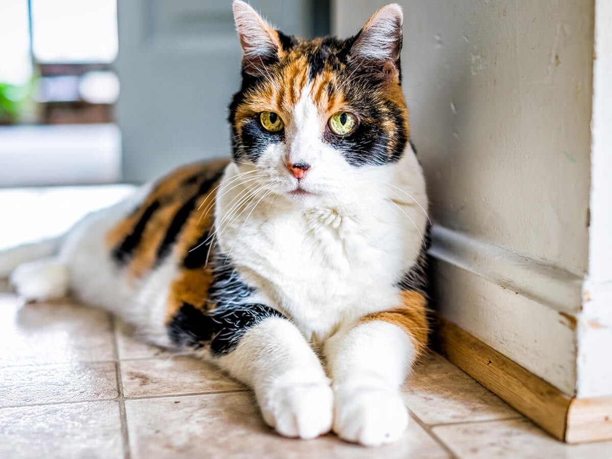 Are All Calico Cats Female Spot Pet Insurance