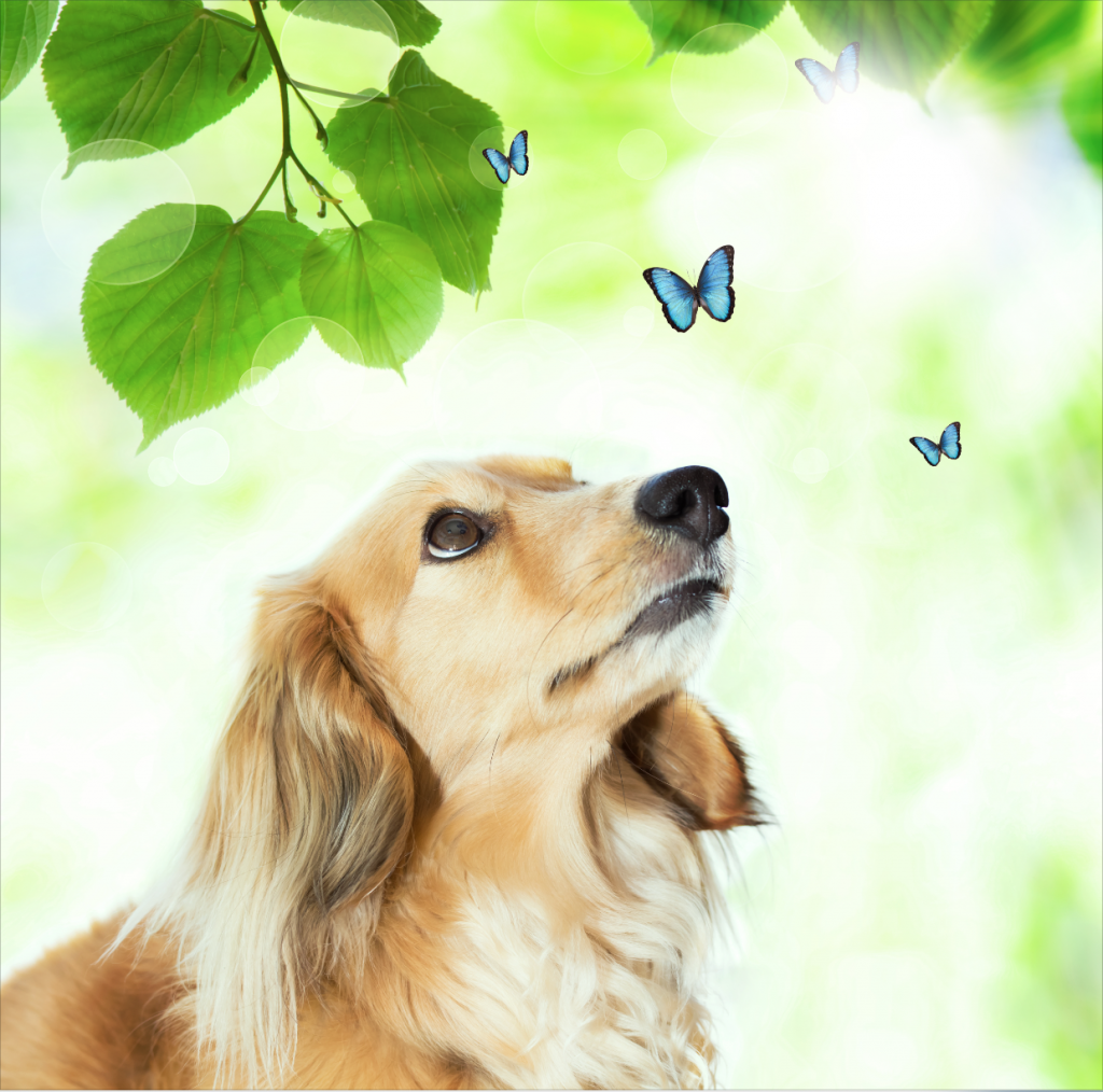 dogs color blind
