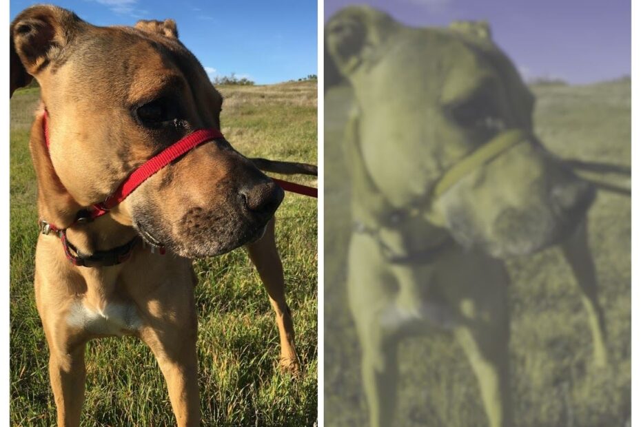 Are Dogs Color Blind Thought Bubbles