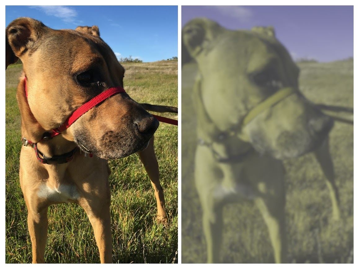 can dogs see in color
