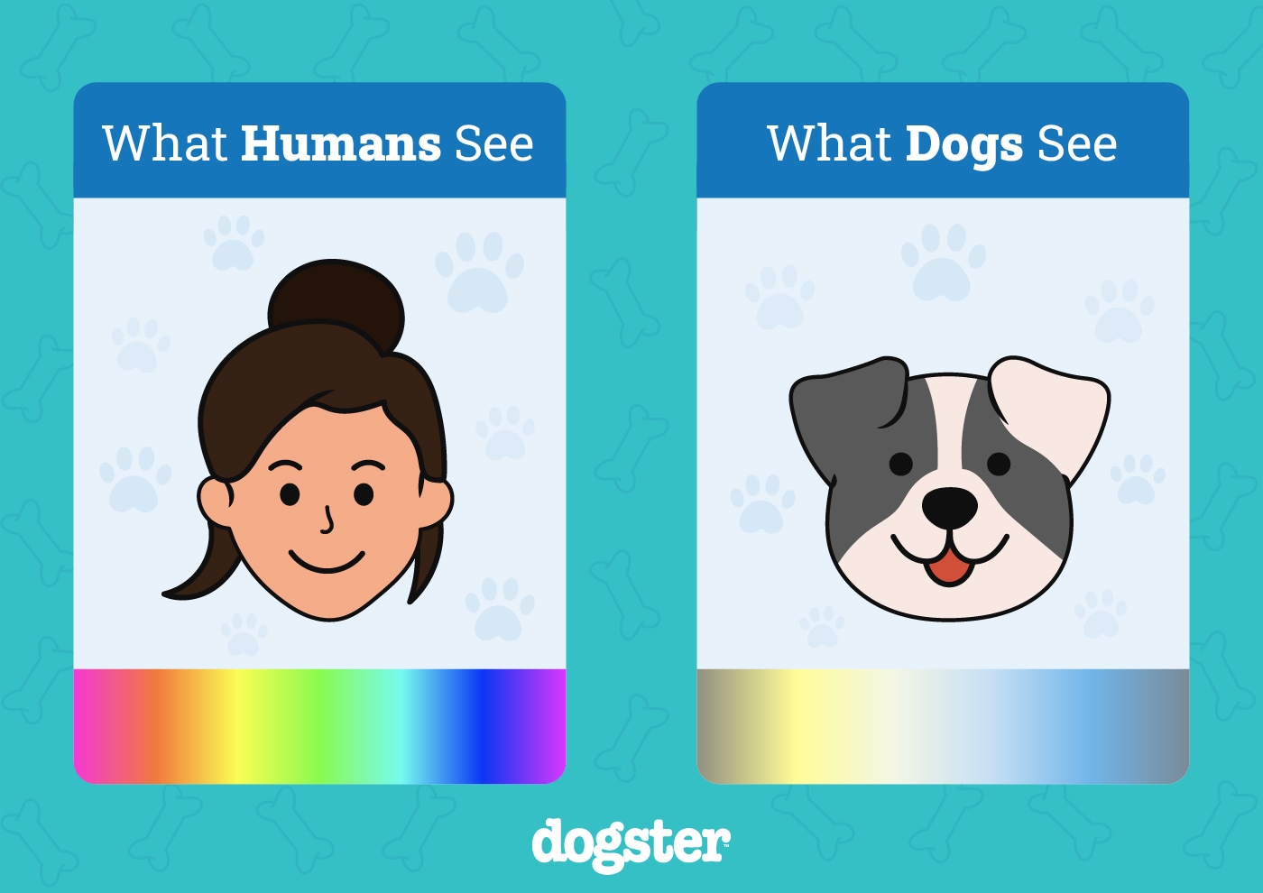 do dogs see in color