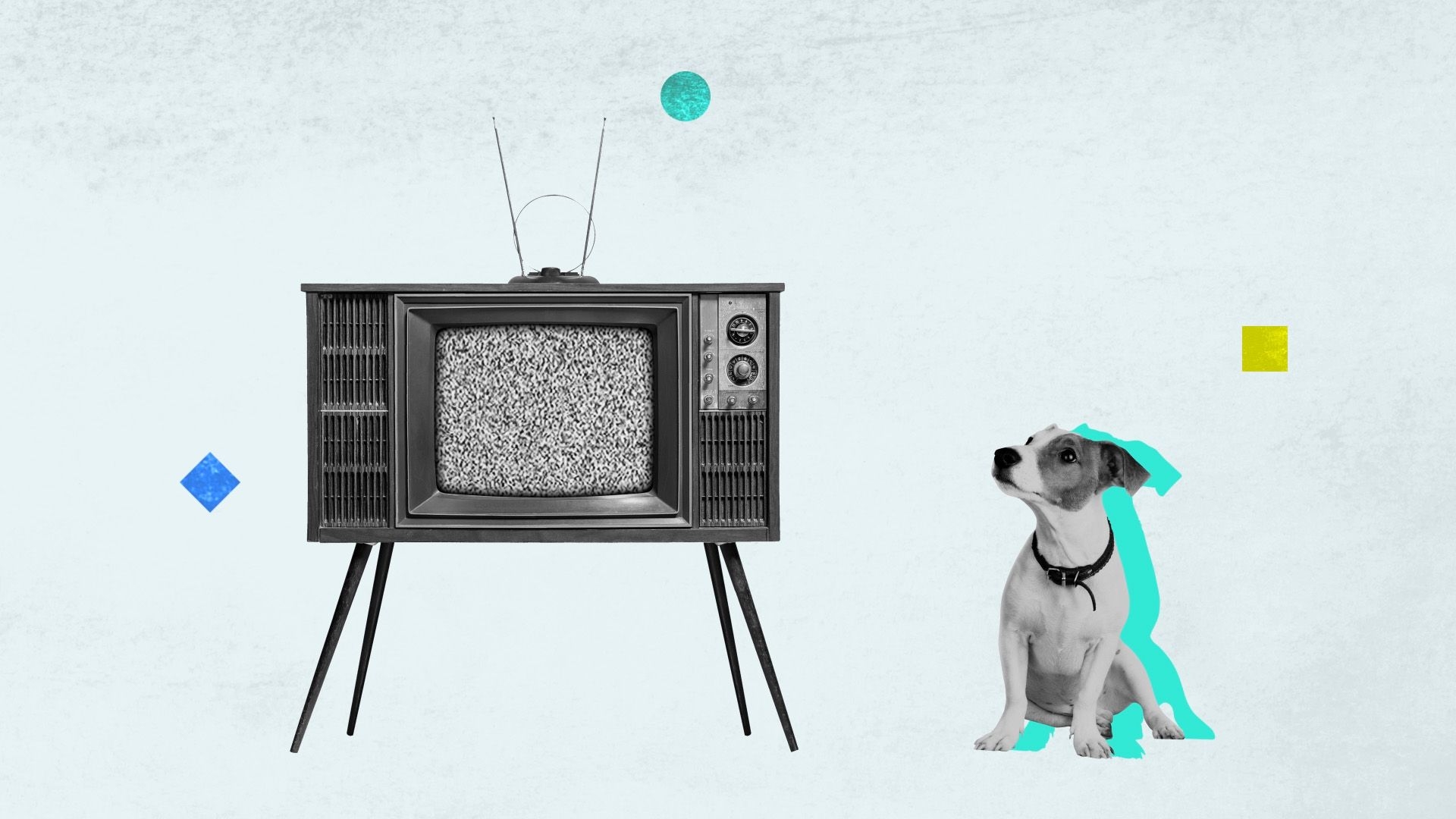 how do we know that dogs are color blind