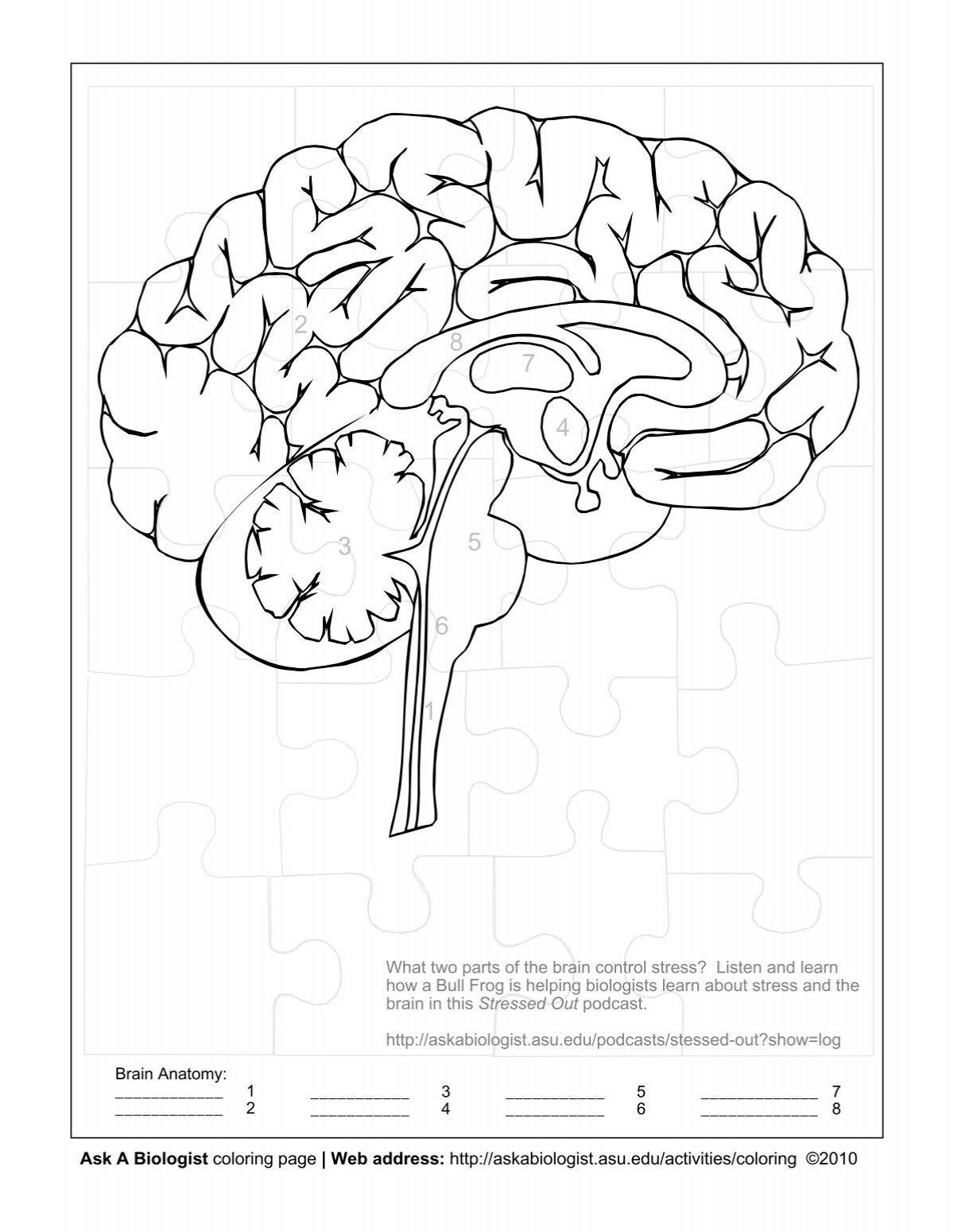 Ask A Biologist Human Brain Coloring Page