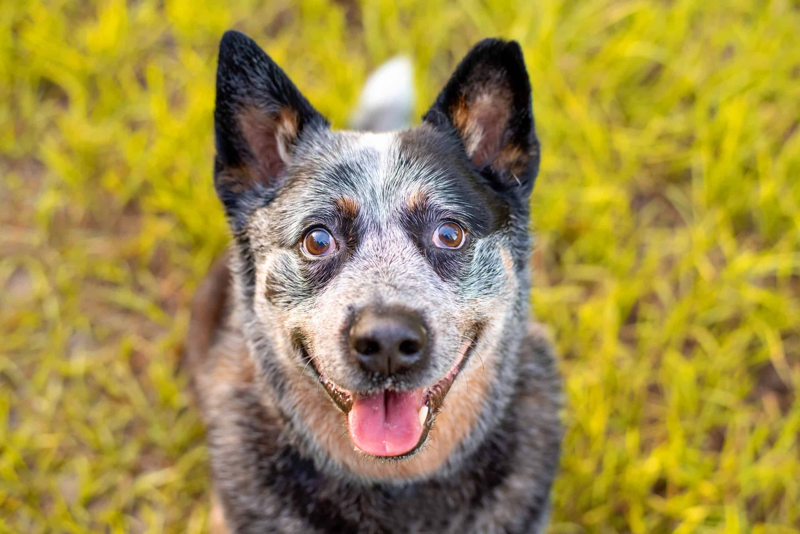 Australian Cattle Dog Colors A Z Animals