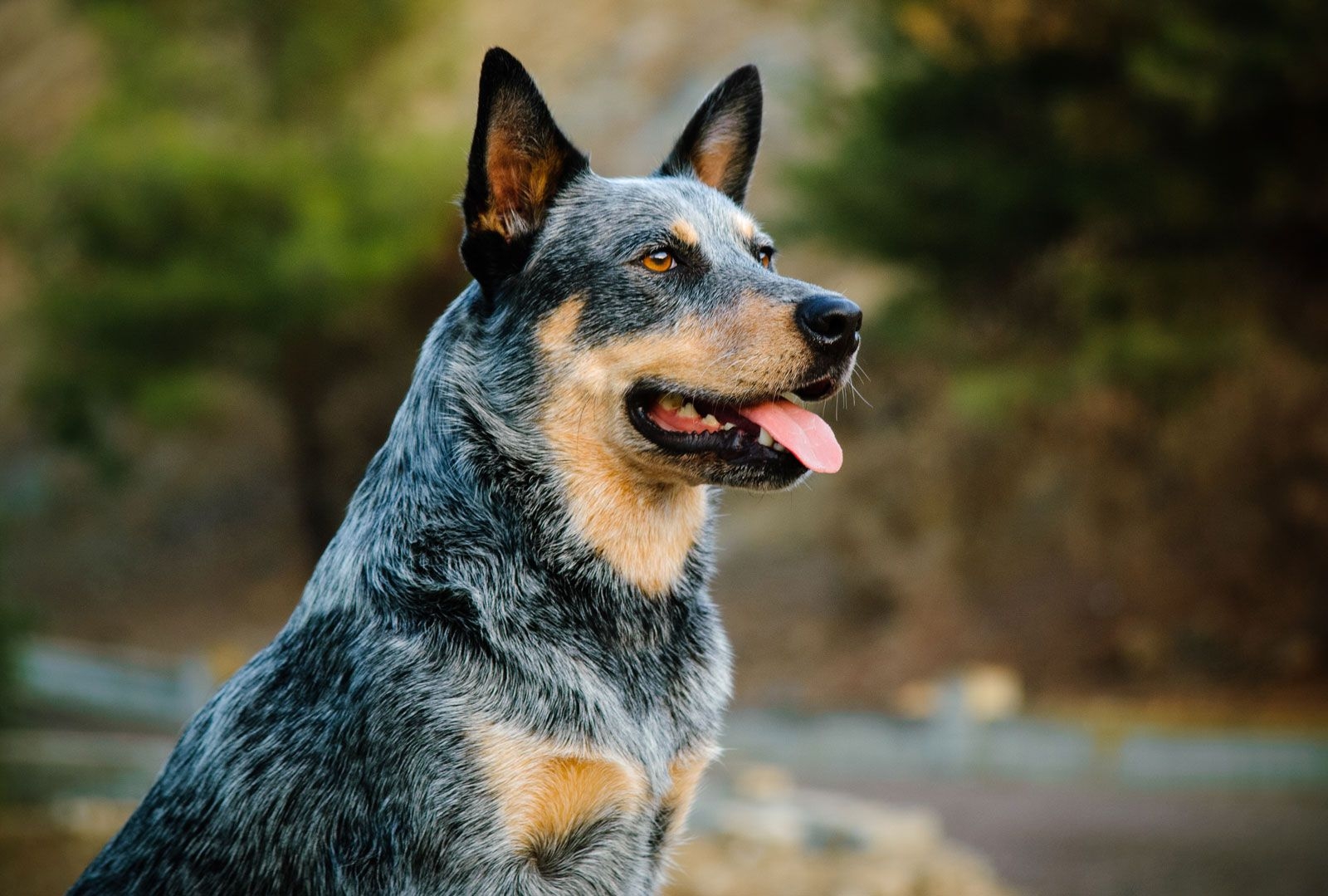 Australian Cattle Dog Temperament Lifespan U0026 Health Britannica