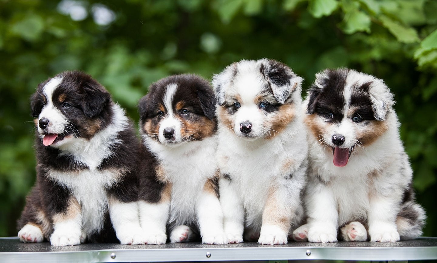 Australian Shepherd Breed Characteristics Care U0026 Photos Chewy