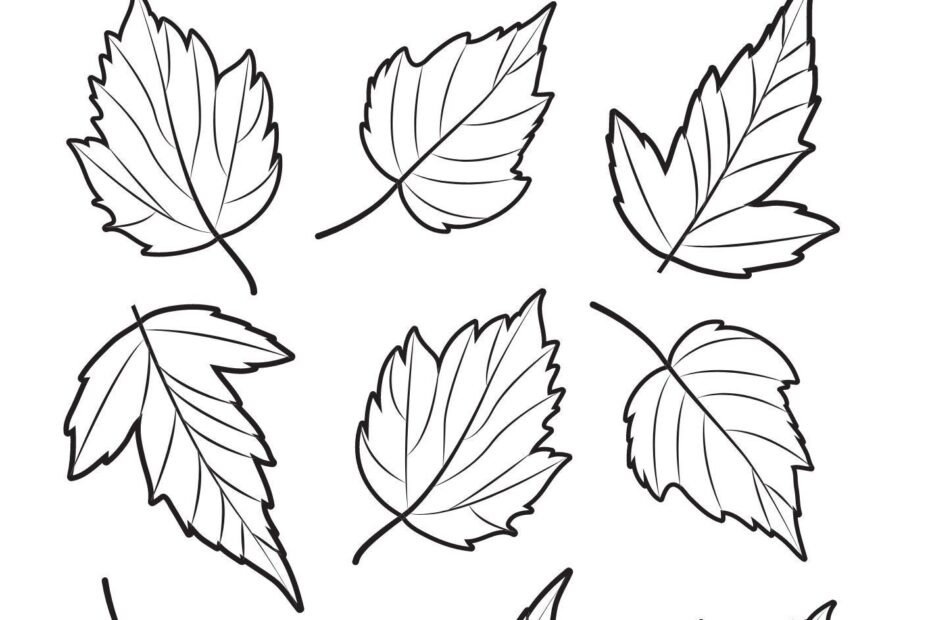 Autumn Leaf Work Sheet Kids Worksheet Colouring Busy Books Children Activities Printable Worksheet Digital Download