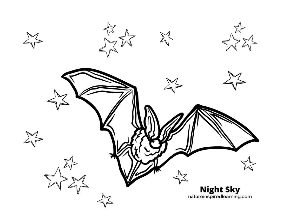 coloring picture of bat