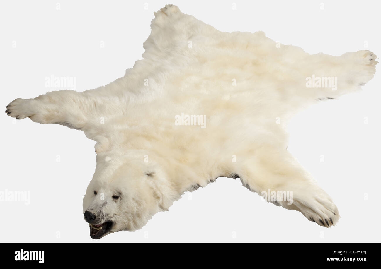 Bears Skin Hi res Stock Photography And Images Alamy