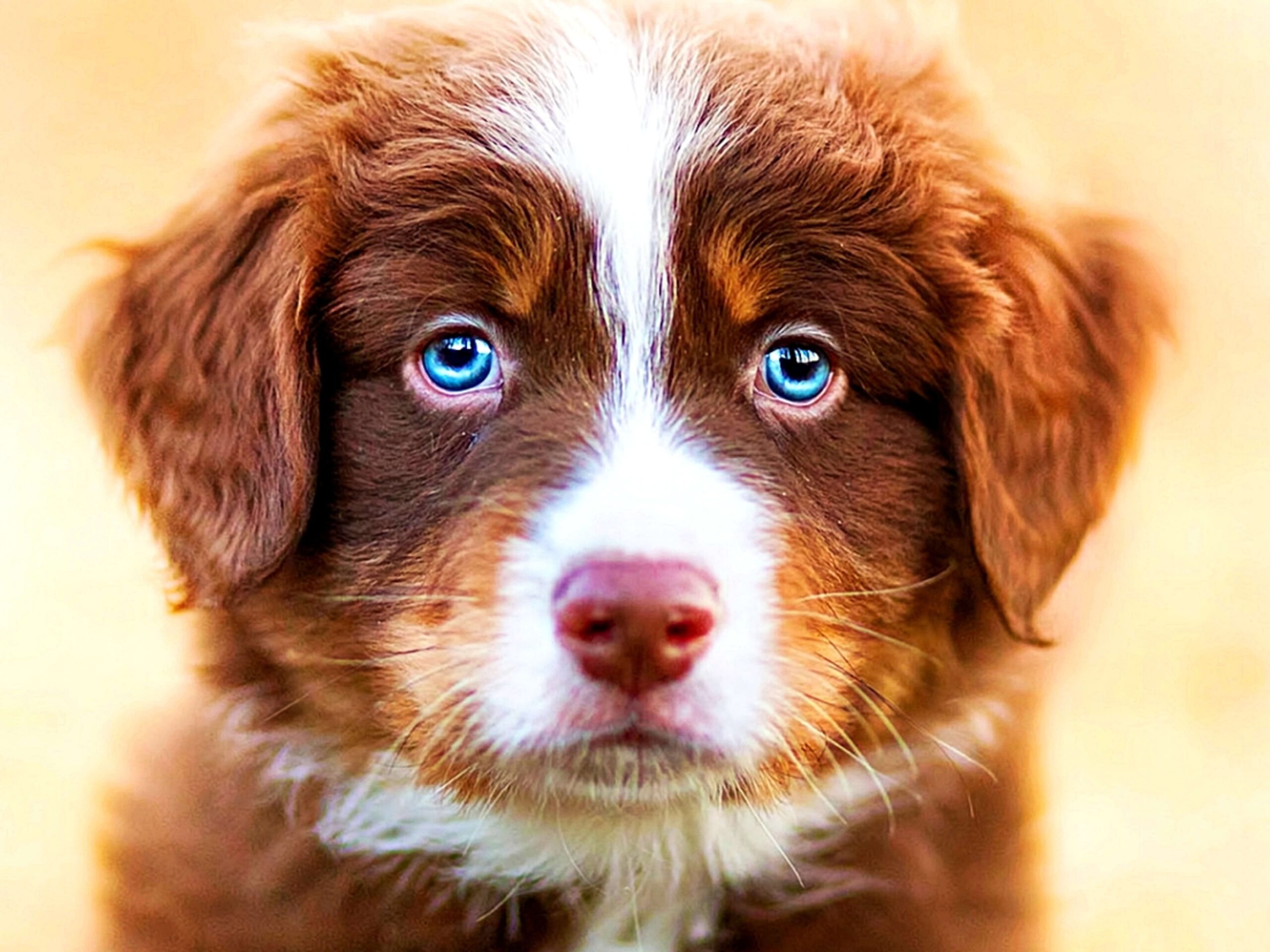 dog two colored eyes