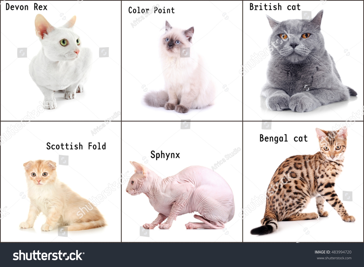 Beautiful Cats Names Breeds On White Stock Photo 483994720 