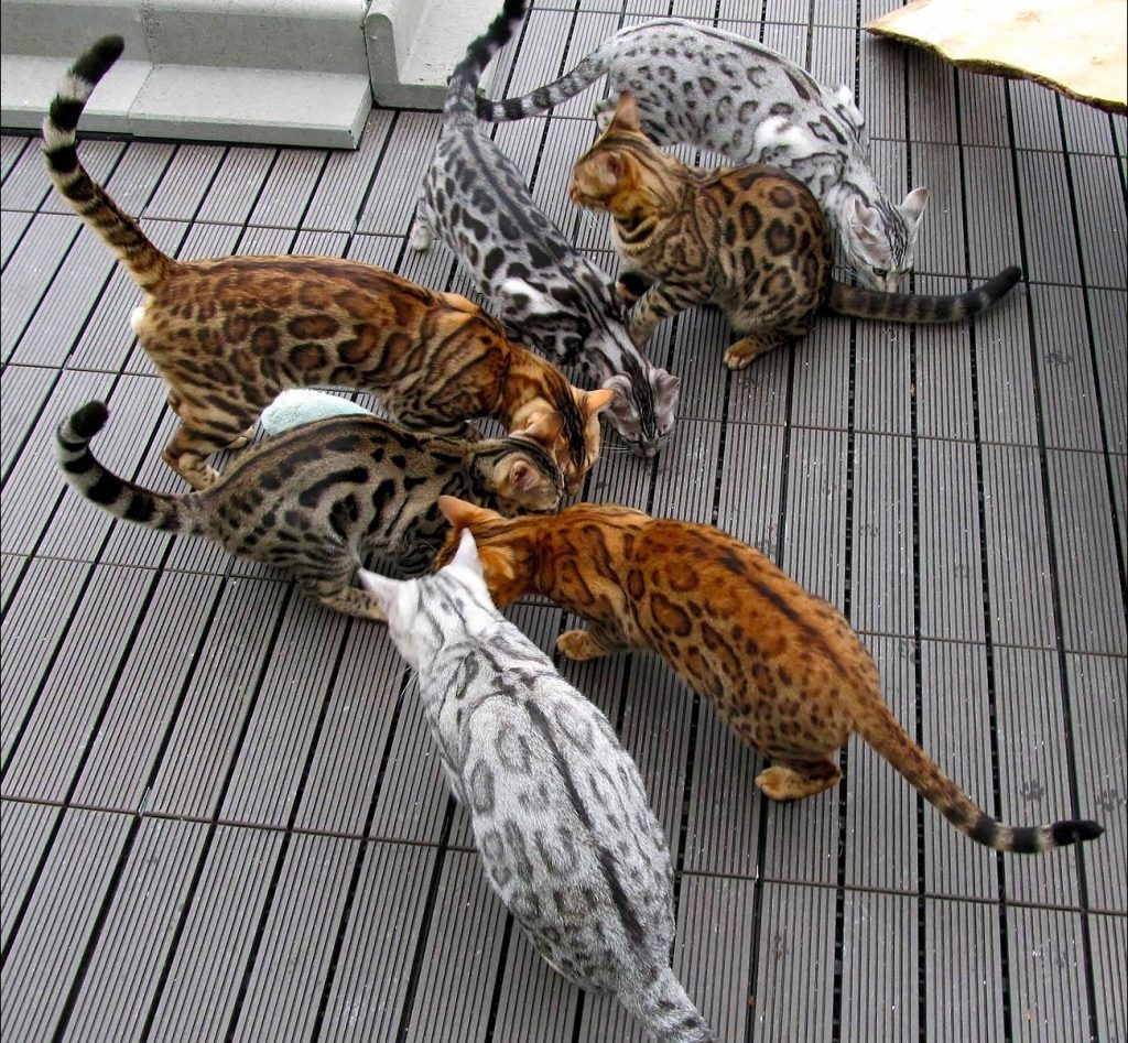 Bengal Cat Colors And Patterns