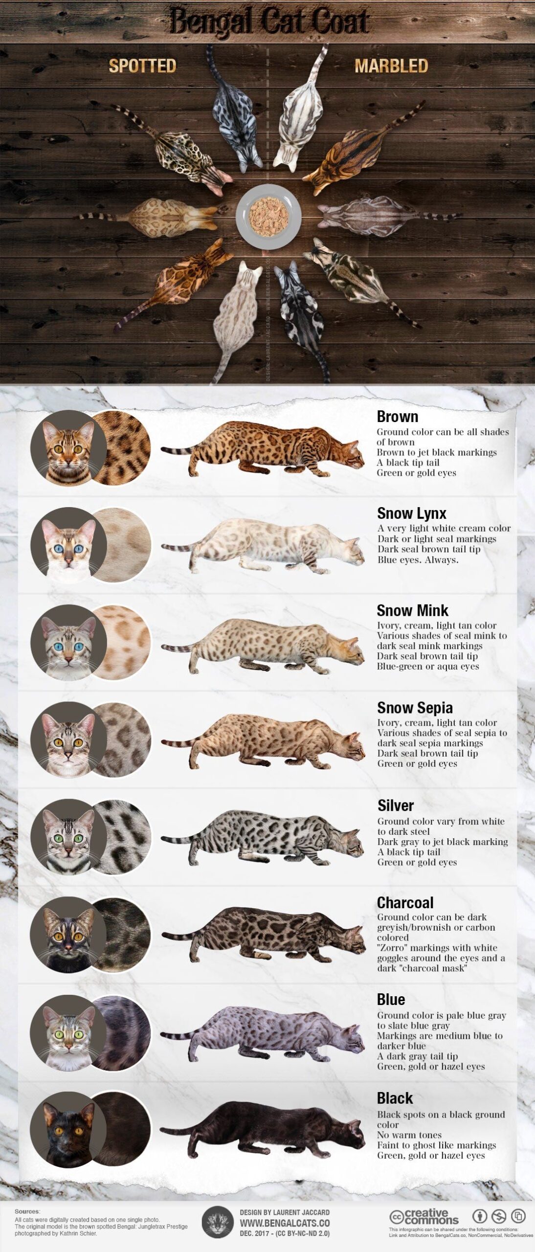 BENGAL CAT FACTS 4 SEASONS BENGALS