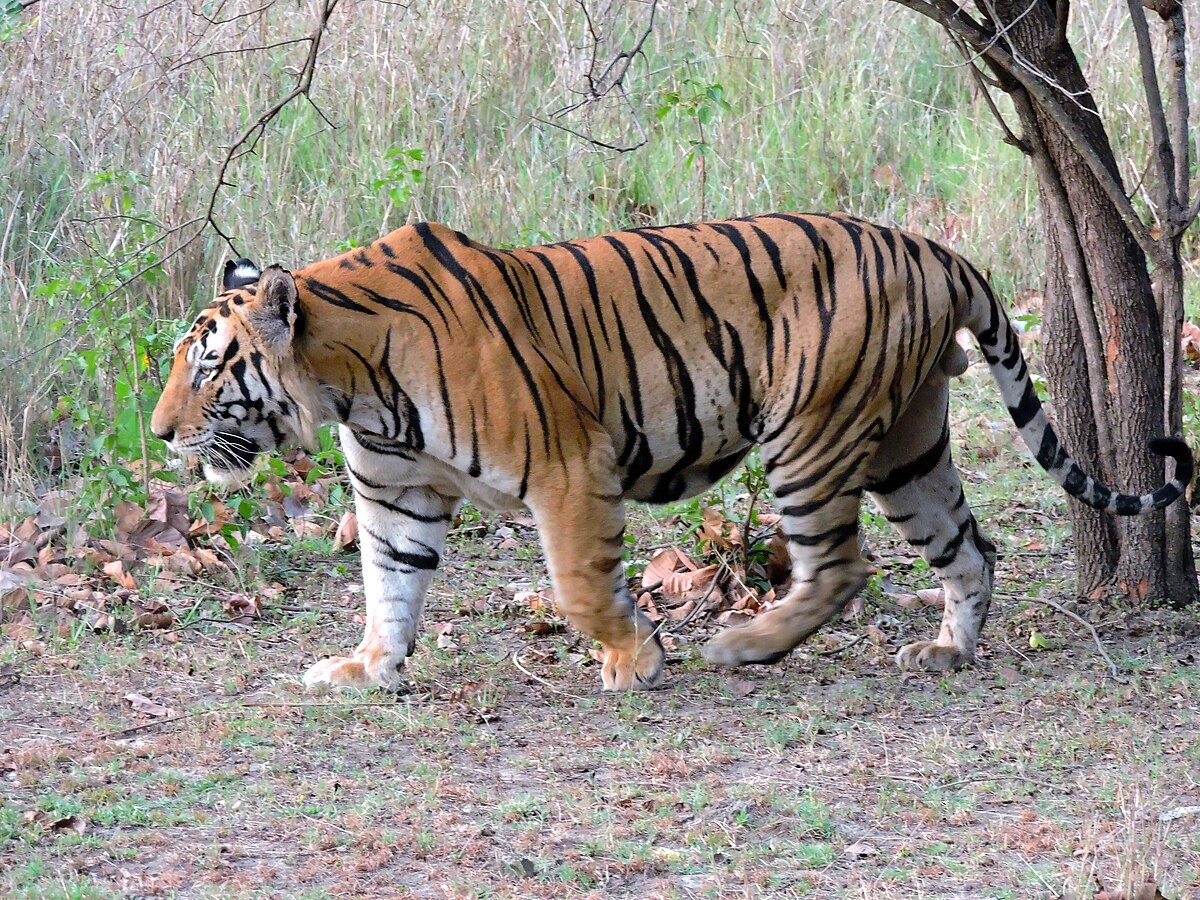 bengal tiger colors