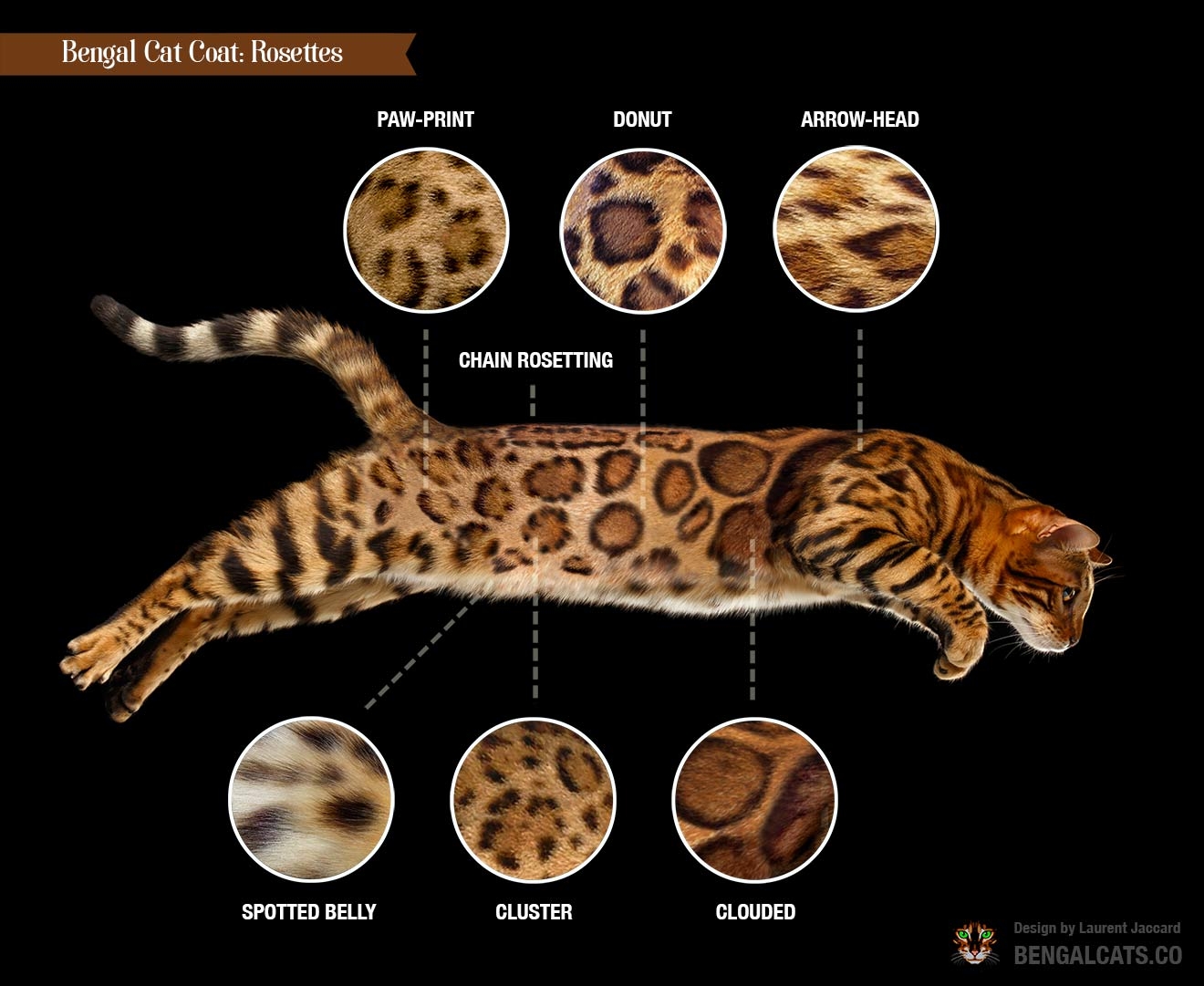 bengal cats colors