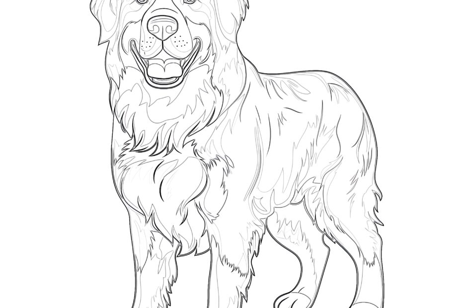 Bernese Mountain Dog Coloring Page Coloring Pages Mimi Panda