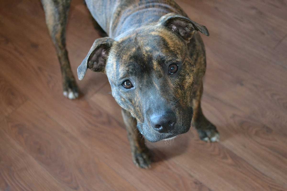 dog color brindle