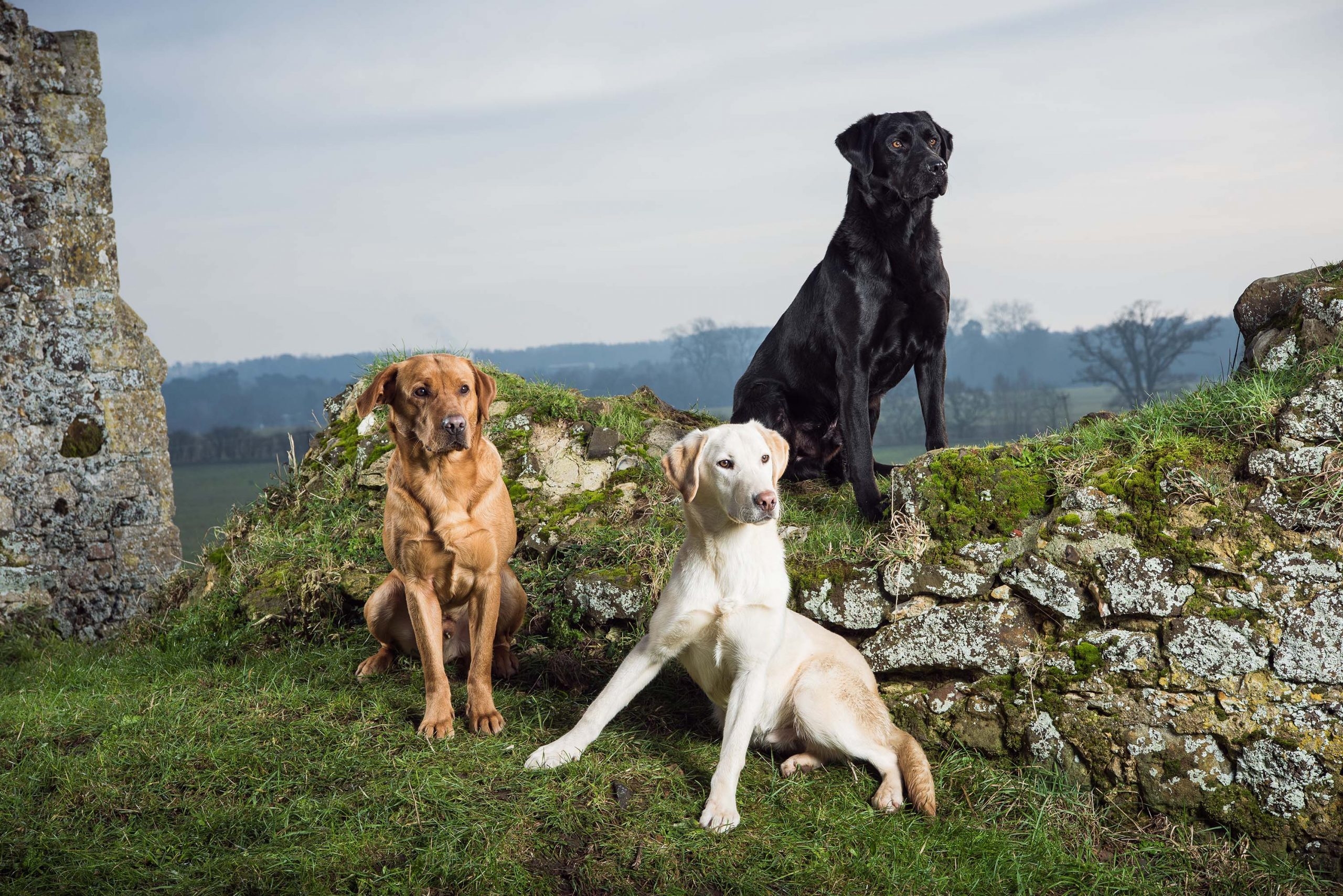 Best Labrador Colour Does Coat Make A Difference The Field