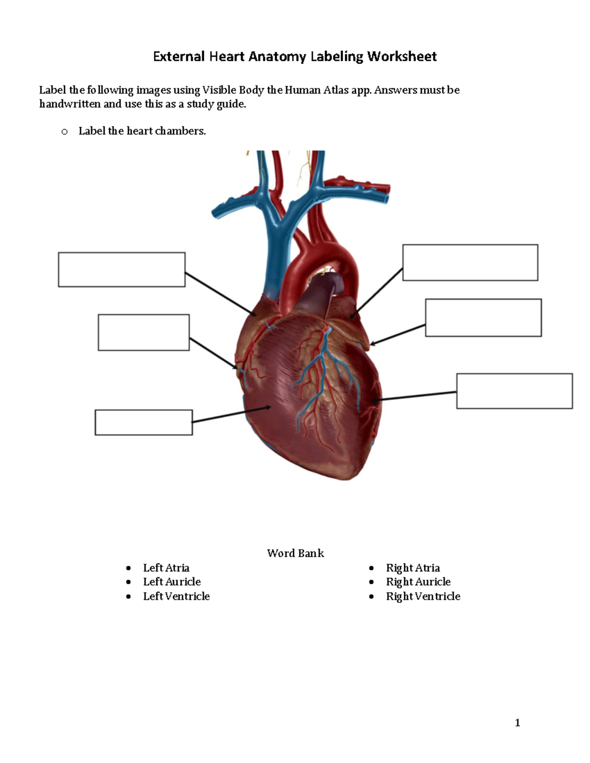 Bio 201 External Anatomy Labeling Worksheet For Heart Structures Studocu