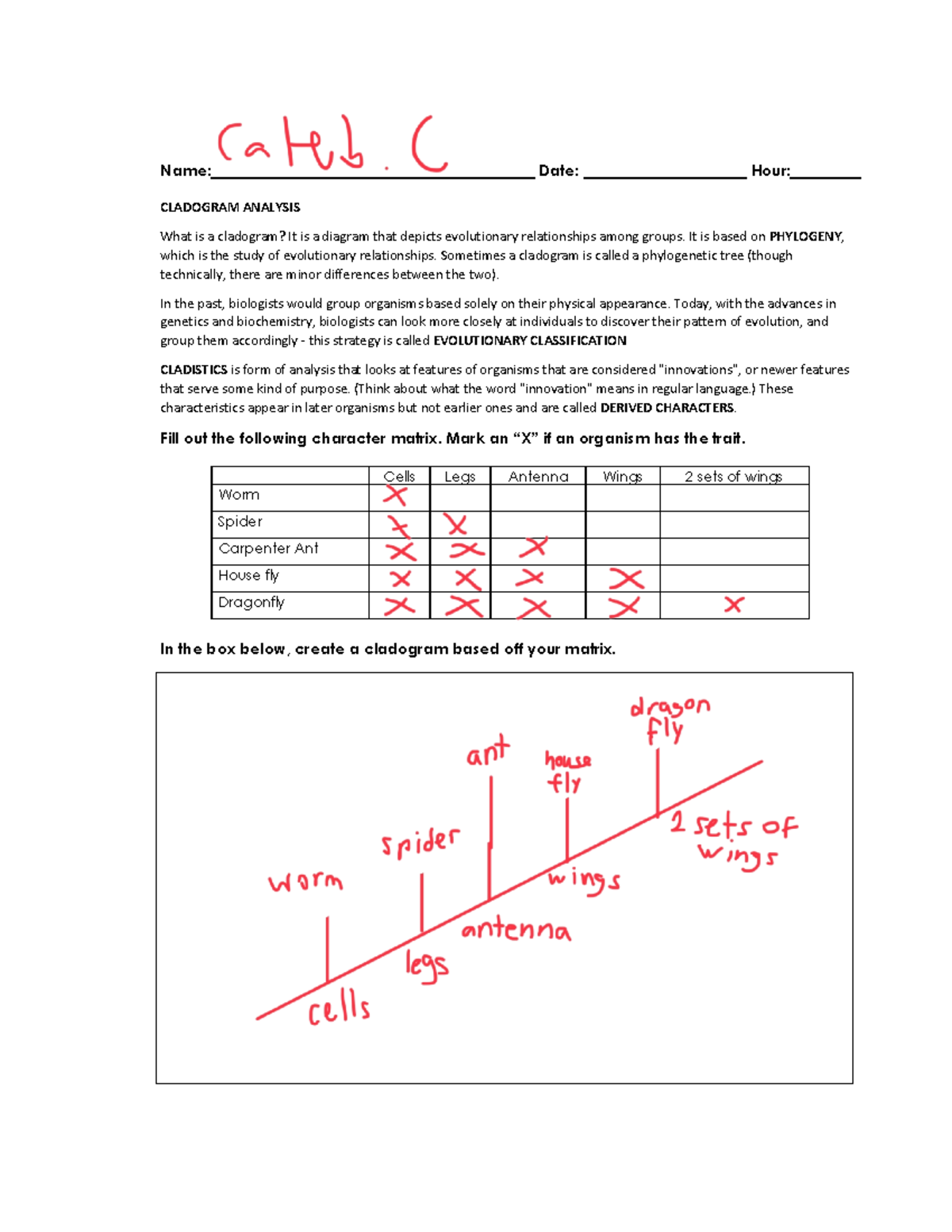 BIO101 Cladogram Practice Activity Understanding Evolutionary 