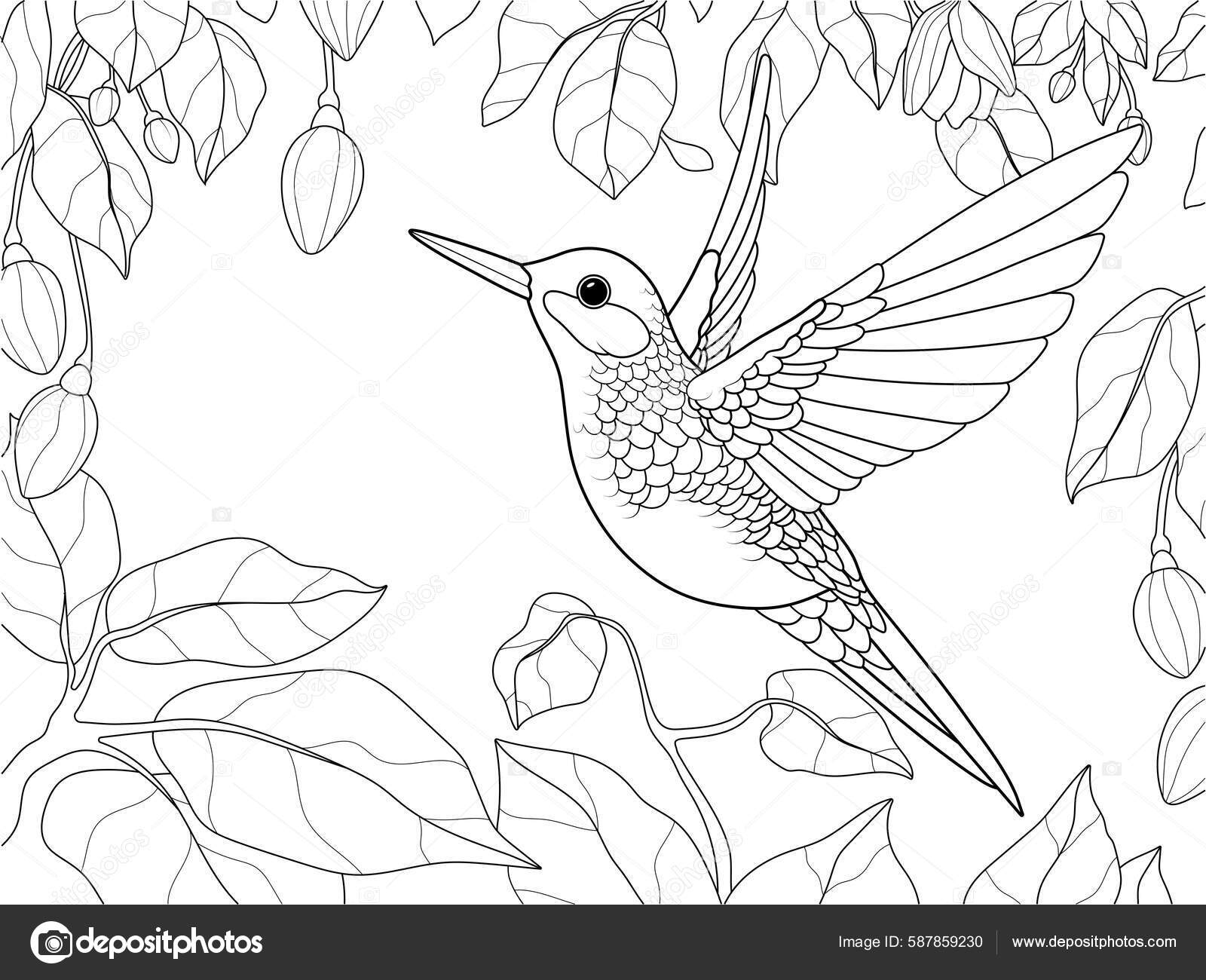 Bird Hummingbird Blooming Garden Raster Illustration Page Printable Children Coloring Ilustrasi Stok Oleh toricheks2016 gmail 587859230