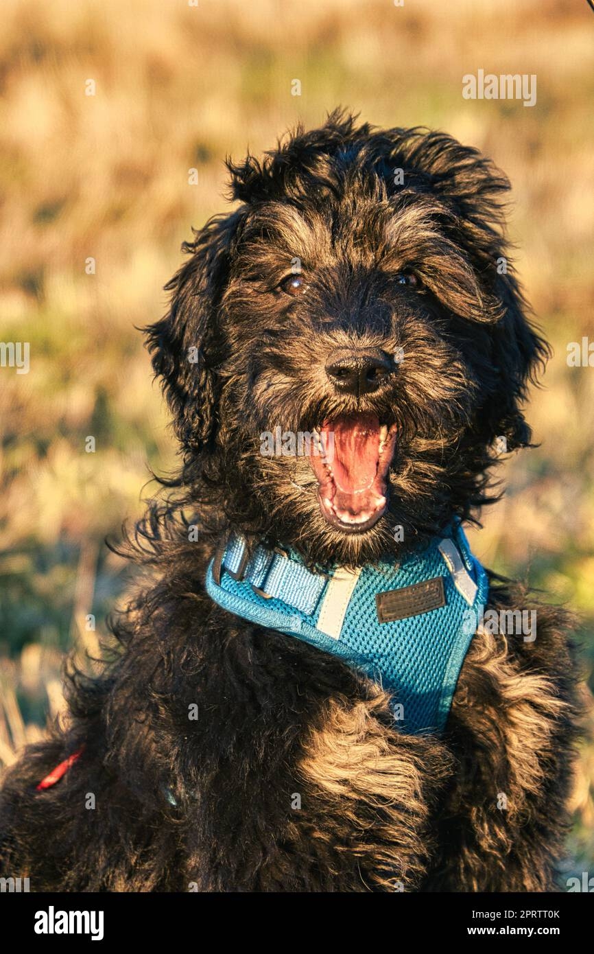 Black And Tan Poodle Hi res Stock Photography And Images Alamy
