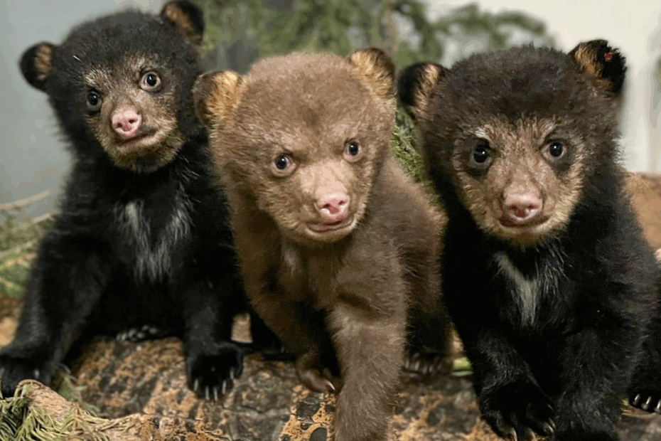 Black Bear Colour Morphs Alberta Institute For Wildlife Conservation