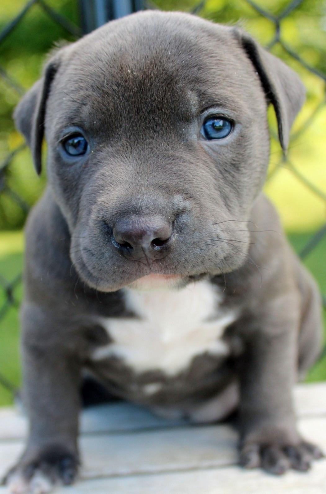 Blue Color Pitbull Manufacturer In Akshardham Blue Color Pitbull 