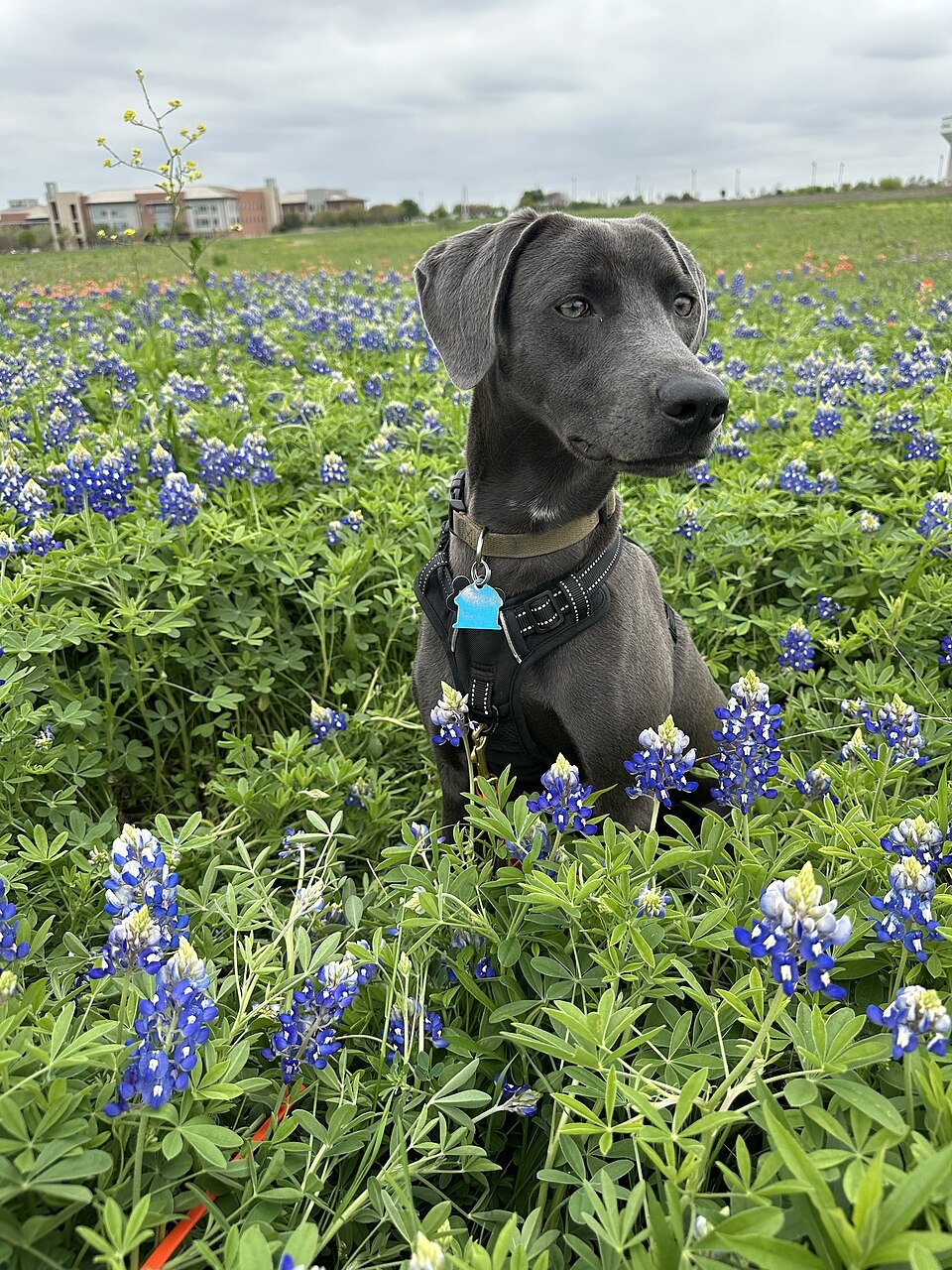 Blue Lacy Wikipedia